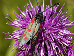 6 Spot Burnet Moth