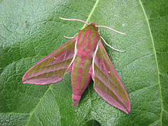 Elephant Hawk Moth