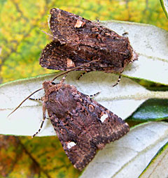 Oak Rustic Moth