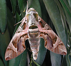 Oleander Hawk Moth