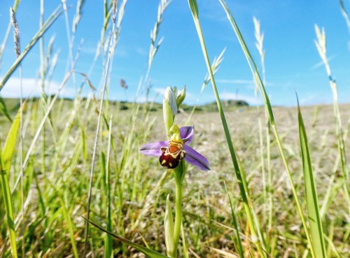 Bee Orchids and other June Flowers