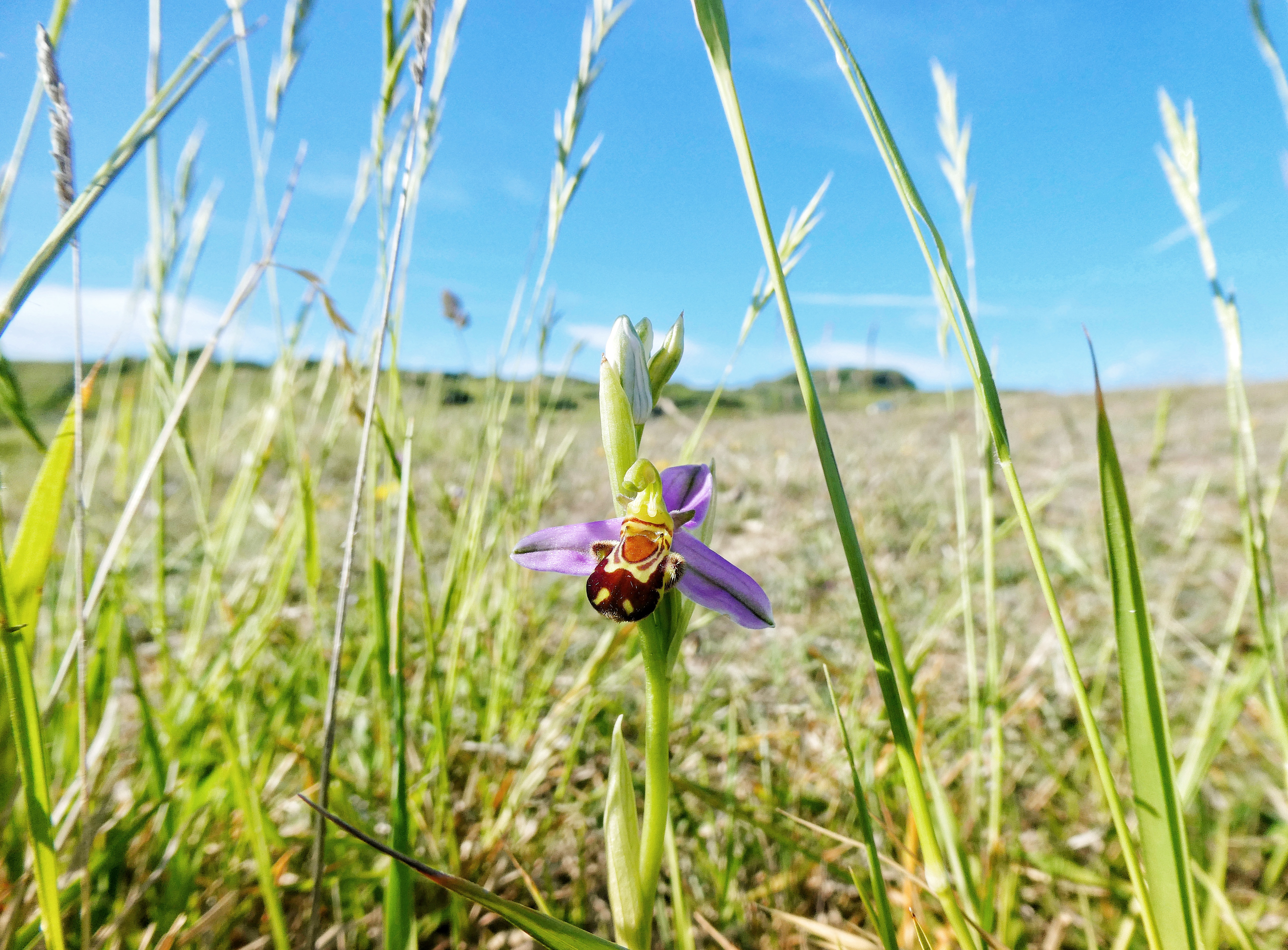 Bee Orchids and other June Flowers