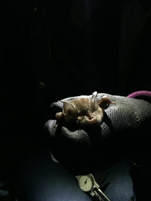 Friends of Durlston Evening Talk - Bats, Myths, Magic and Mystery