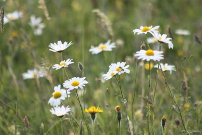 Ox-eye Daisies and other Spring Flowers