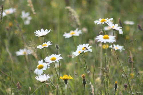 Ox-eye Daisies and other Spring Flowers