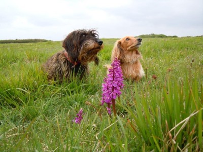 Guided Walkies!