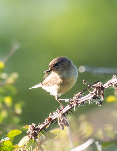 A small bird perched on a branch; trees, foliage and sunlight in background