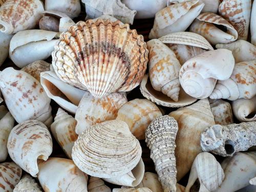 Drawing Beach Treasures 