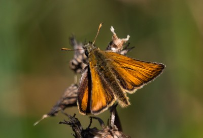 Bugs and Butterflies Guided Walk