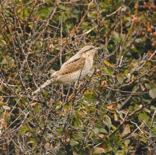 Wryneck in bushes as it visits during its migration