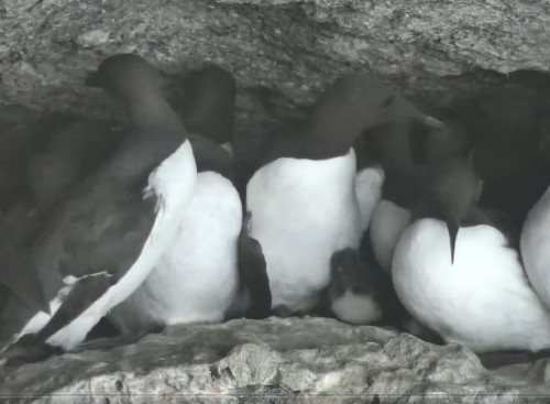 Guillemots have chicks