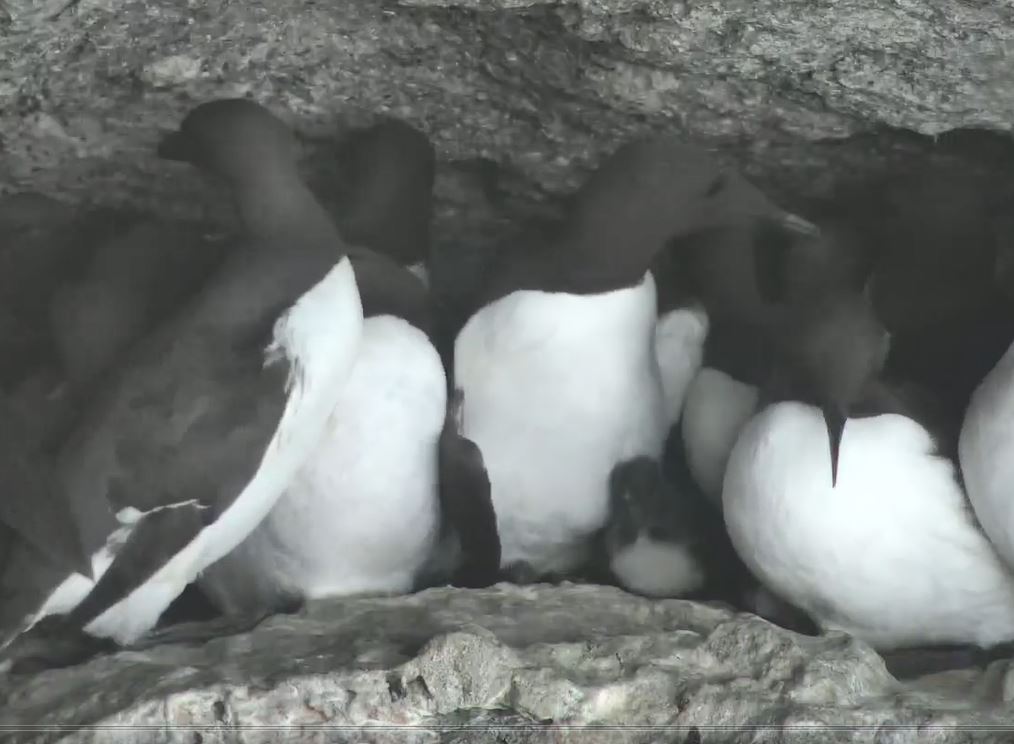 Guillemots have chicks