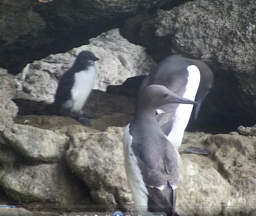 Guillemots with chick