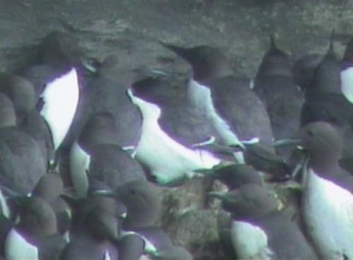 Guillemots on eggs