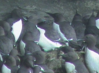Guillemots on eggs