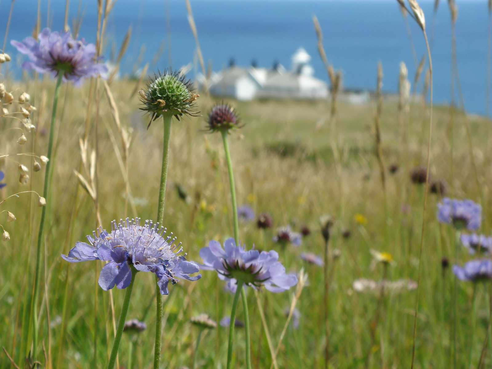 Wild flowers at Durlston