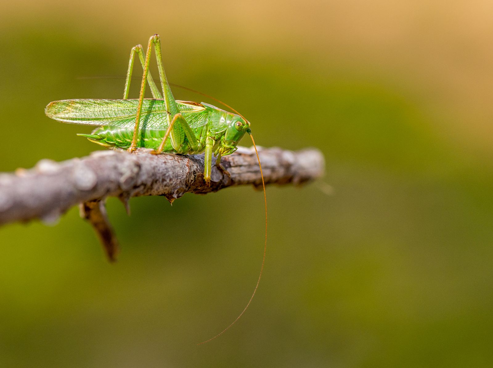 Grasshopper