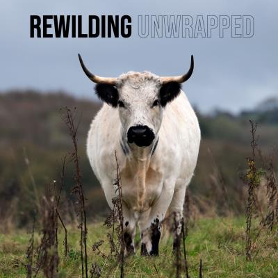 What if you just leave it?: Rewilding Unwrapped Exhibition   