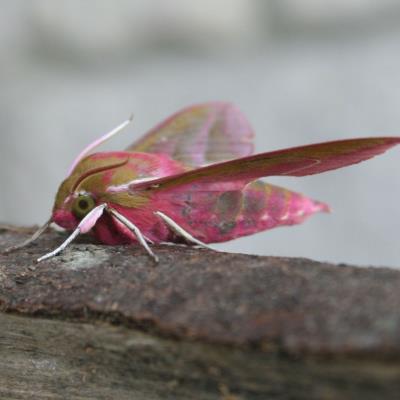 Picture of a pink elephant hawk moth 