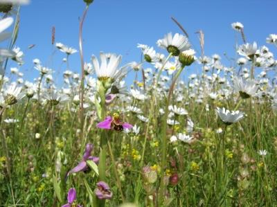 Ox-Eye Daisies and other Spring Flowers Walk