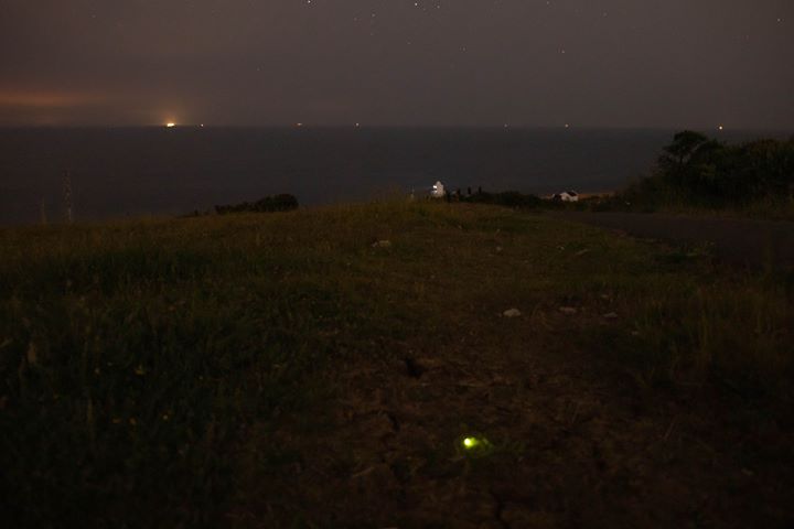 Stars in the Grass: Glowworm Walk 