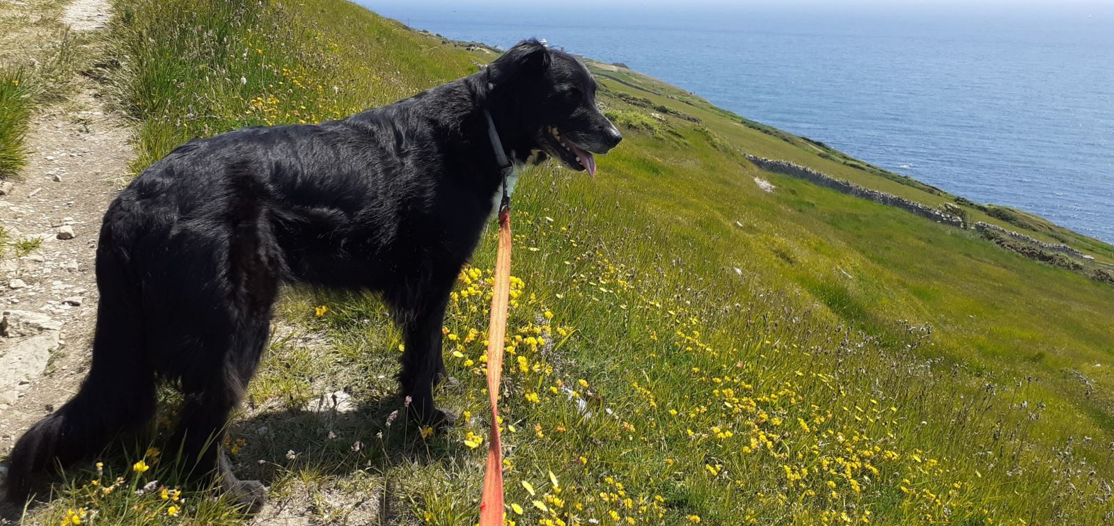 Dog on lead on downland at Durlston