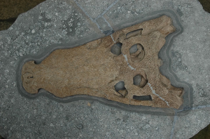 Crocodile fossil