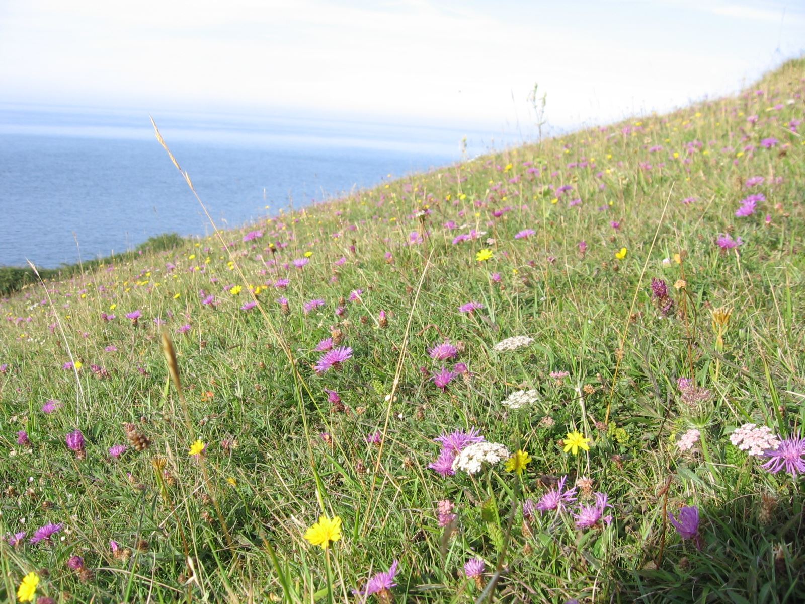 Wildflowers on downs