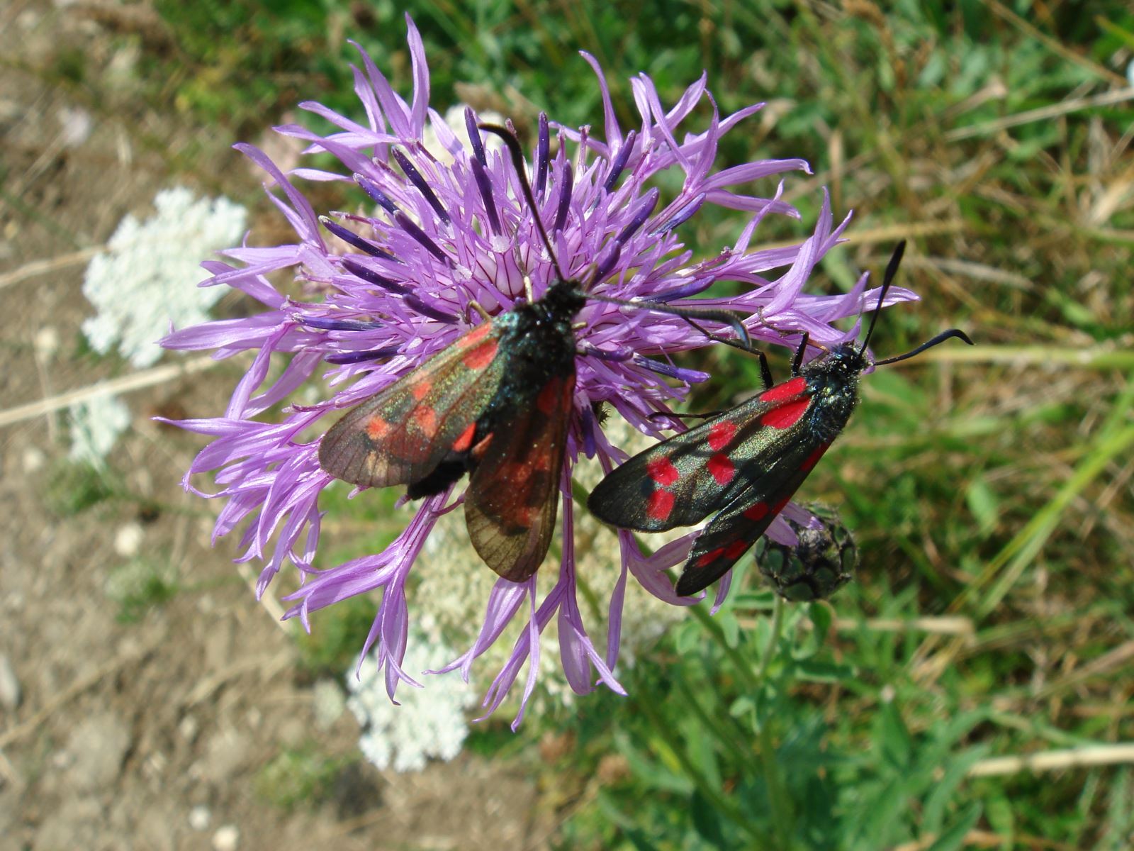 Six-spot Burnet Moth