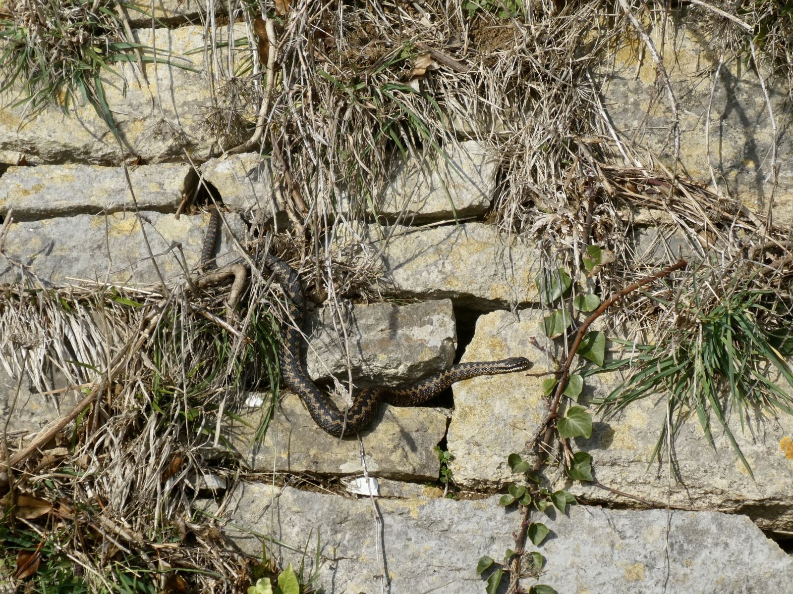 Adder on wall