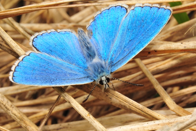 Adonis Blue butterfly