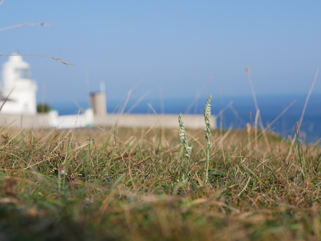 Autumn Ladies Tresses with Lighthouse in background
