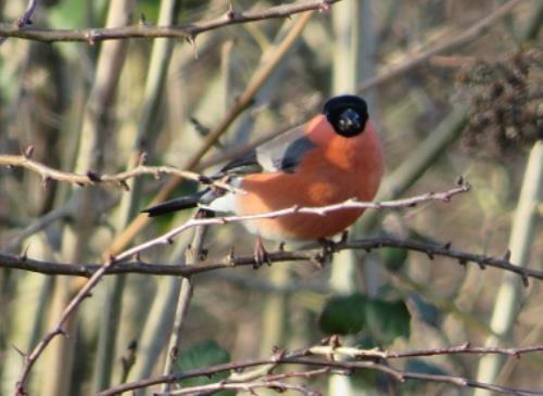 Birdwatching for Complete Beginners