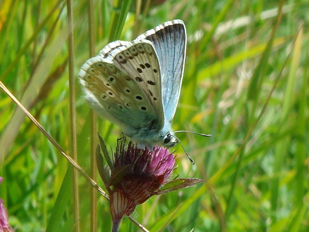 Butterfly on flower