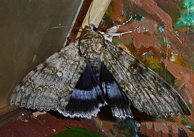 Clifden Nonpareil