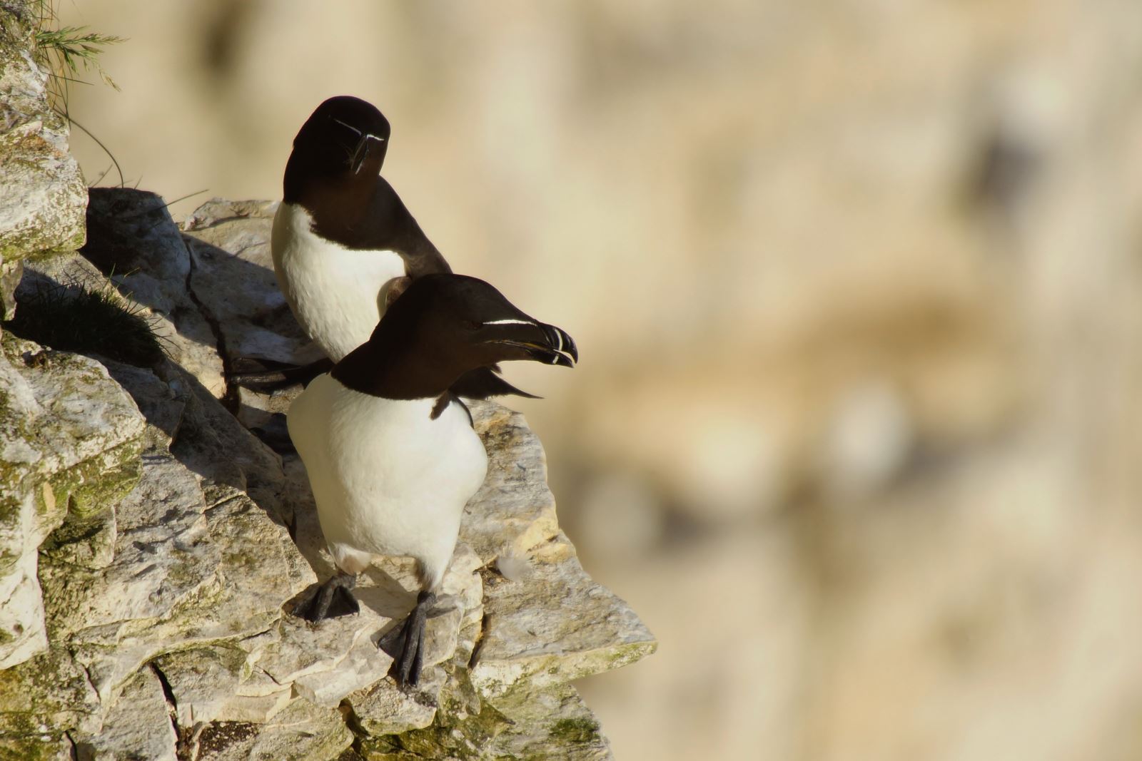 Razorbills on cliff