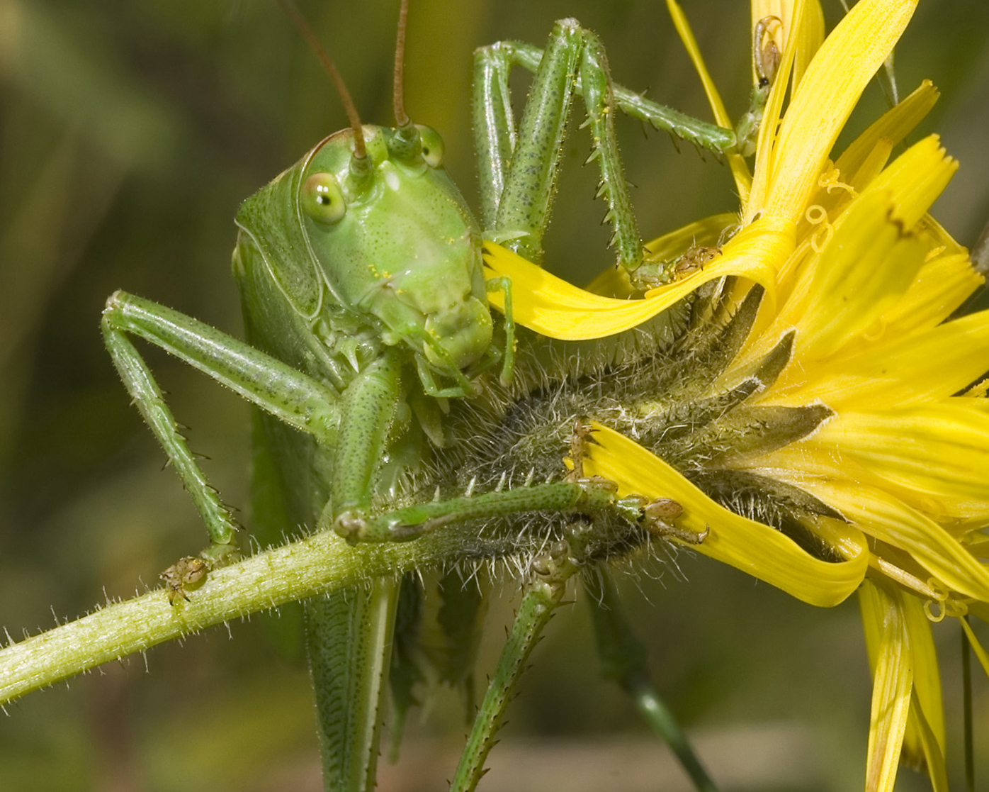Great Green Bush Cricket on flower