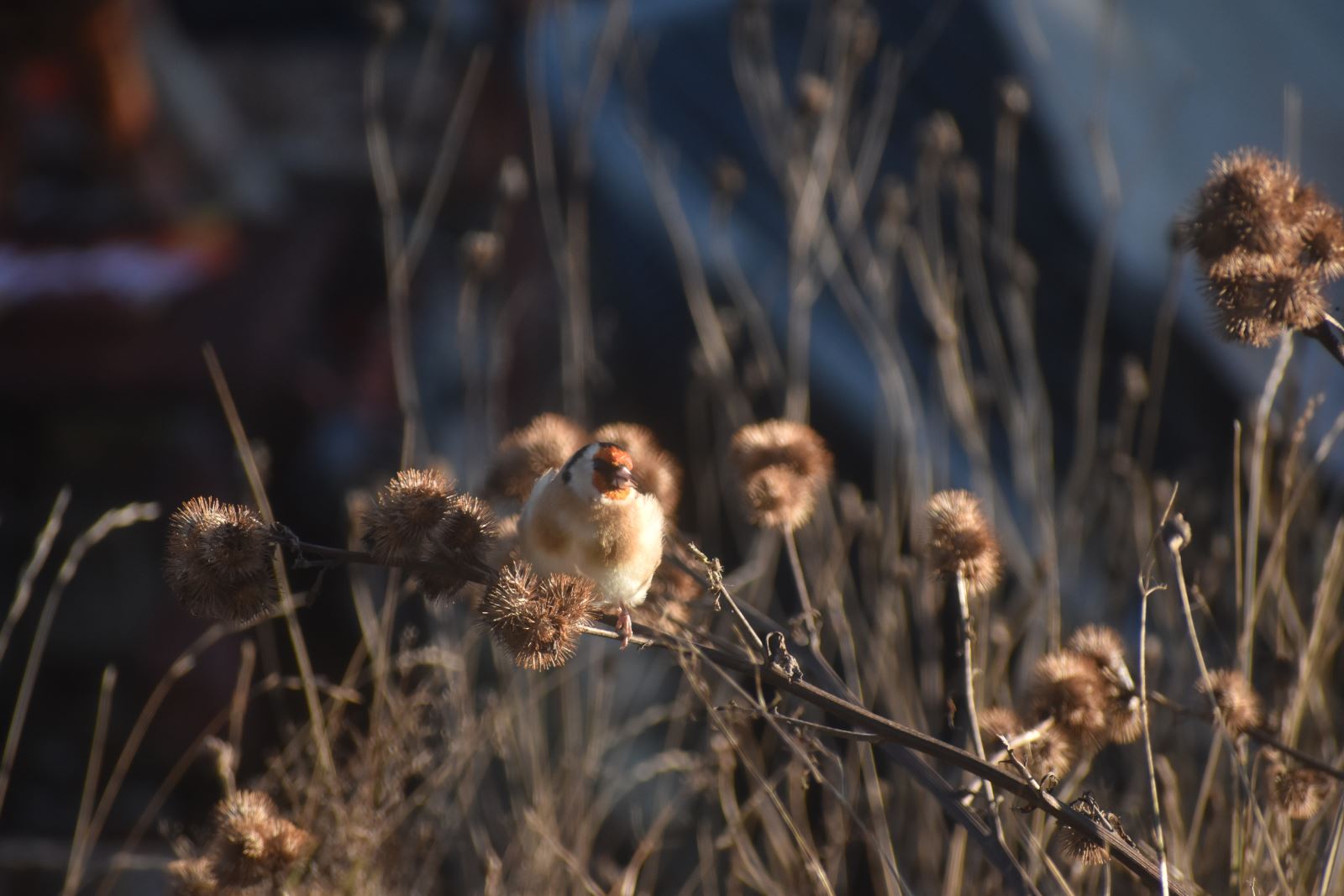 Goldfinch and Burdock seeds
