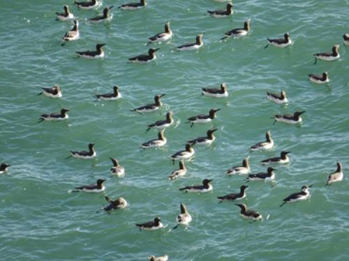 Guillemots, small black and white birds, in a group bobbing on the water