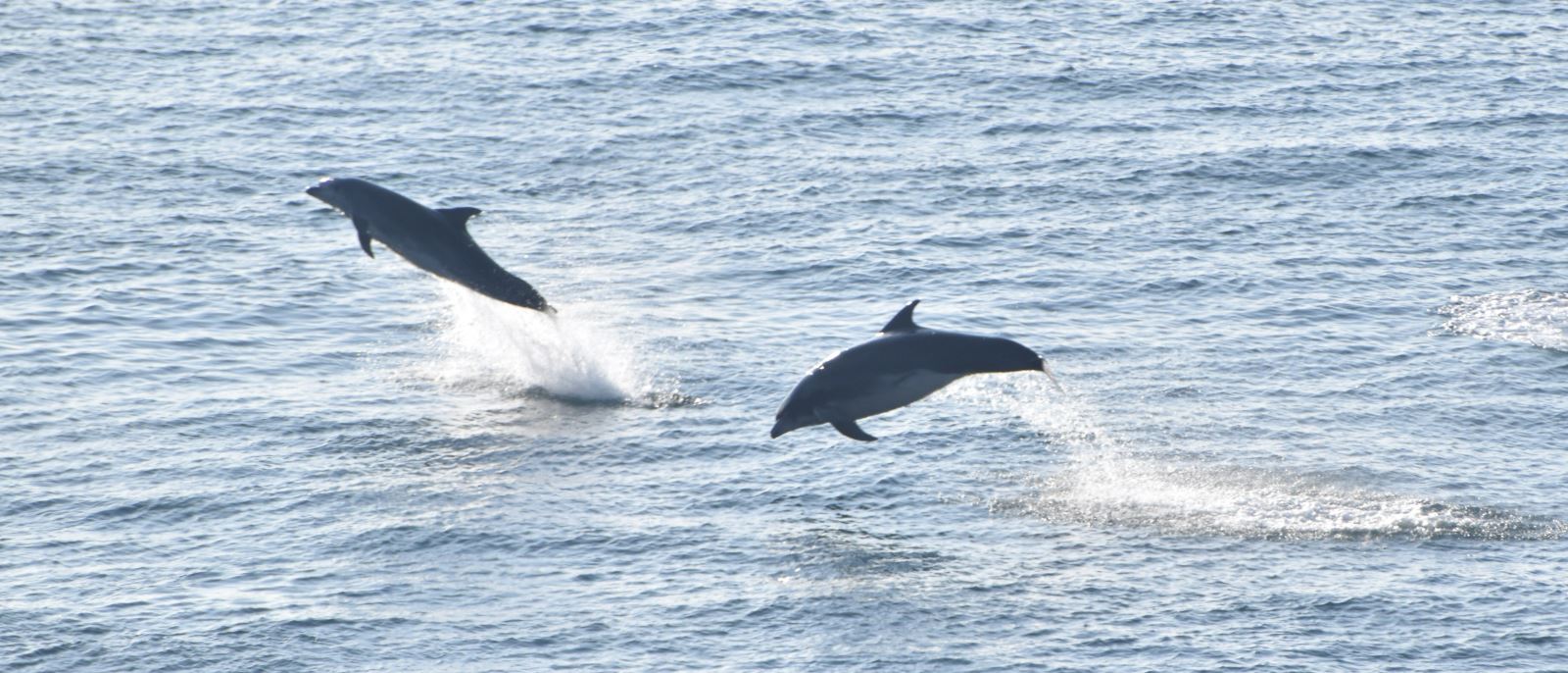 Bottlenose Dolphins