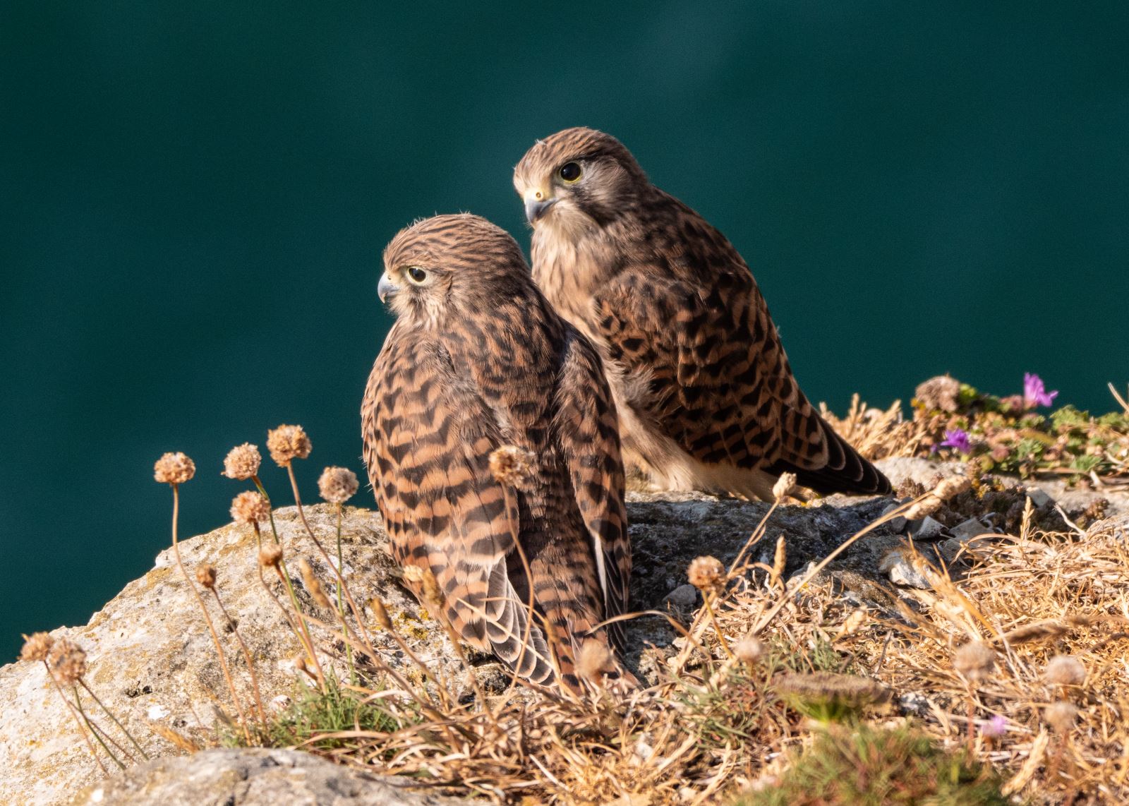 Kestrels on cliff