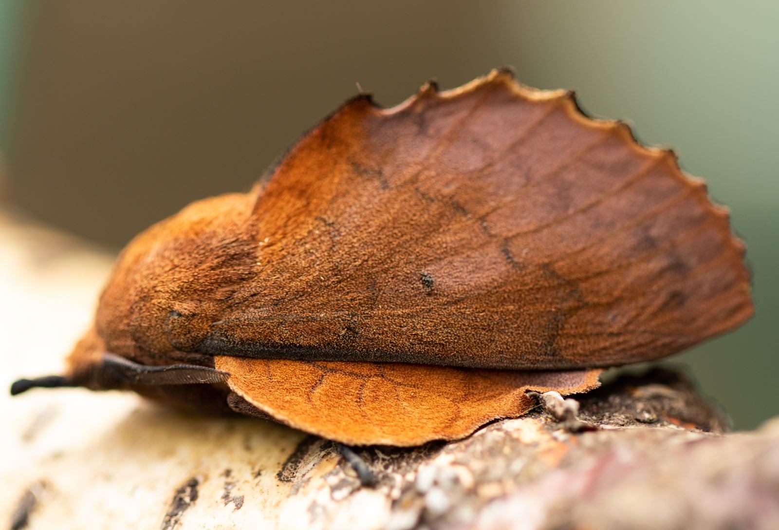 Lappet Moth