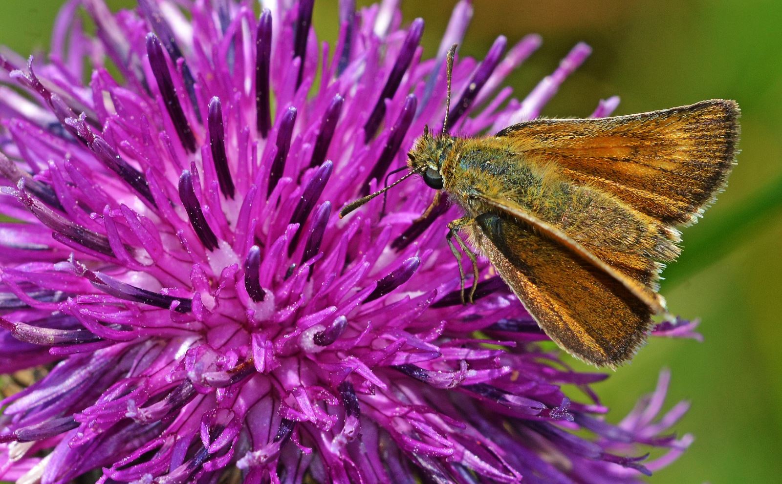 Lulworth Skipper butterfly