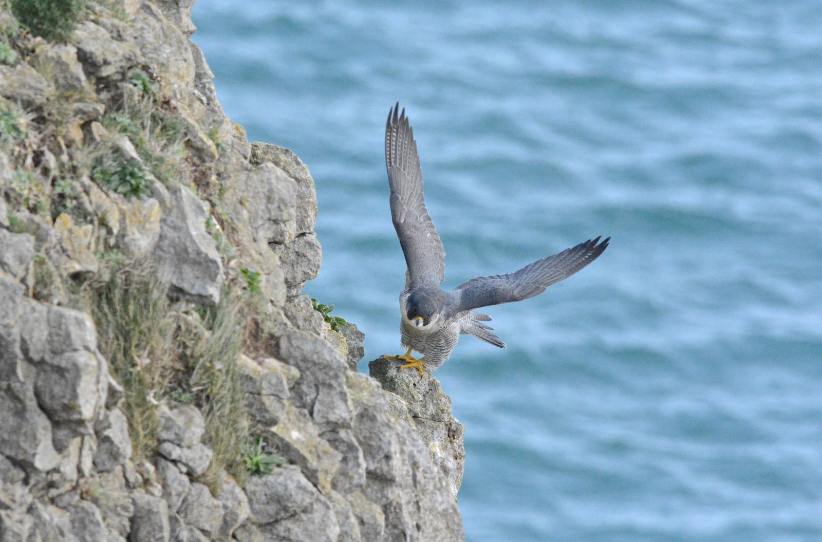 Peregrine taking flight