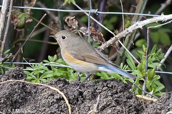 Migrant bird - Red-flanked Bluetail