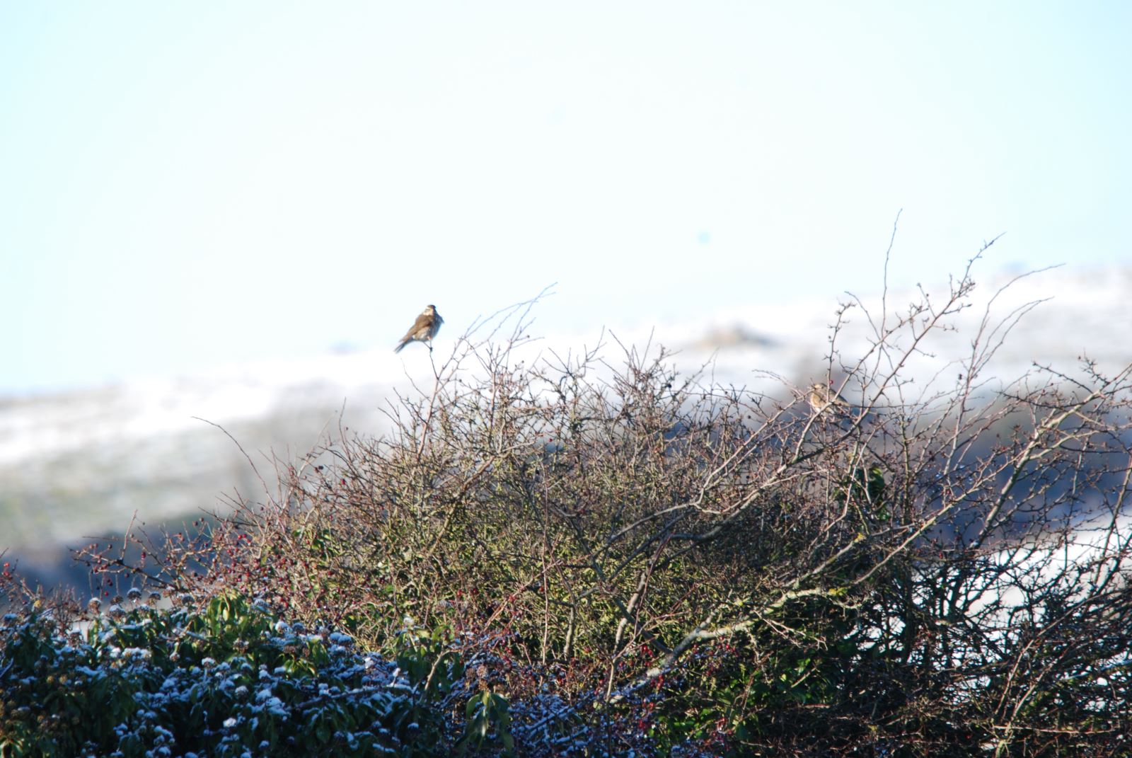 Redwing on bare tree on snowy hillside