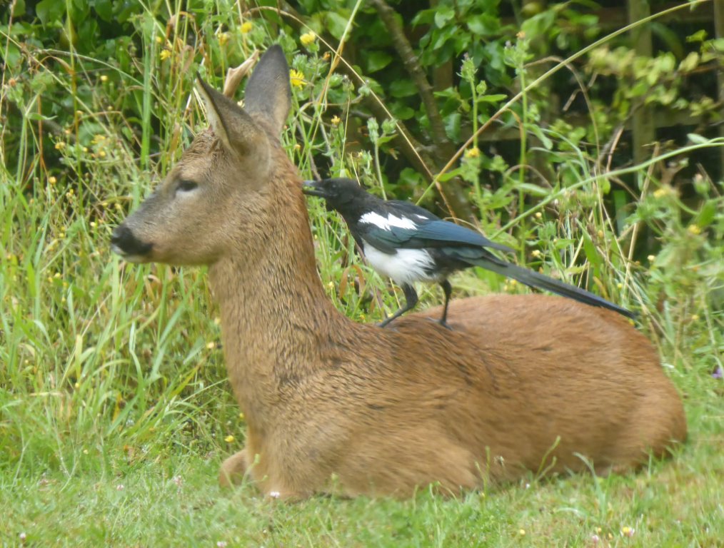 Roe Deer with Magpie on back