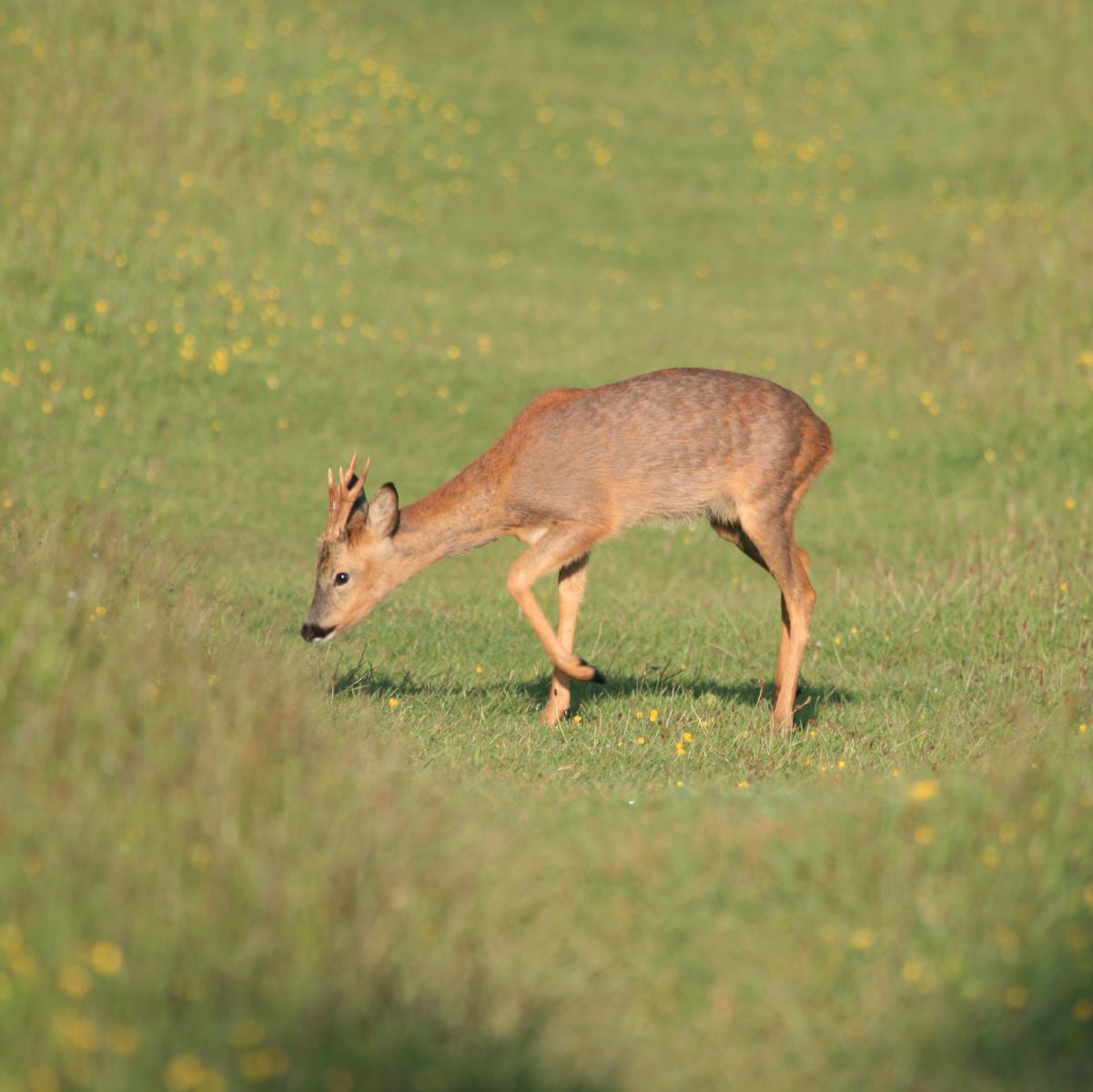 Roe Deer in meadow