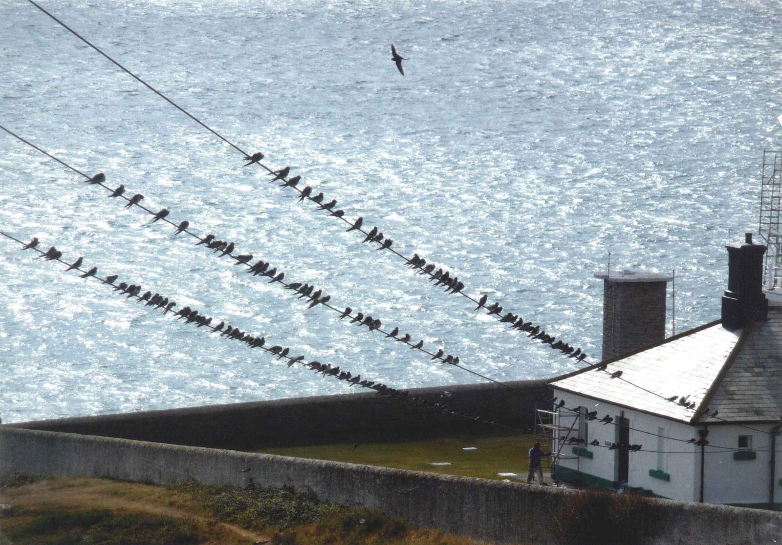 Swallows on phone line