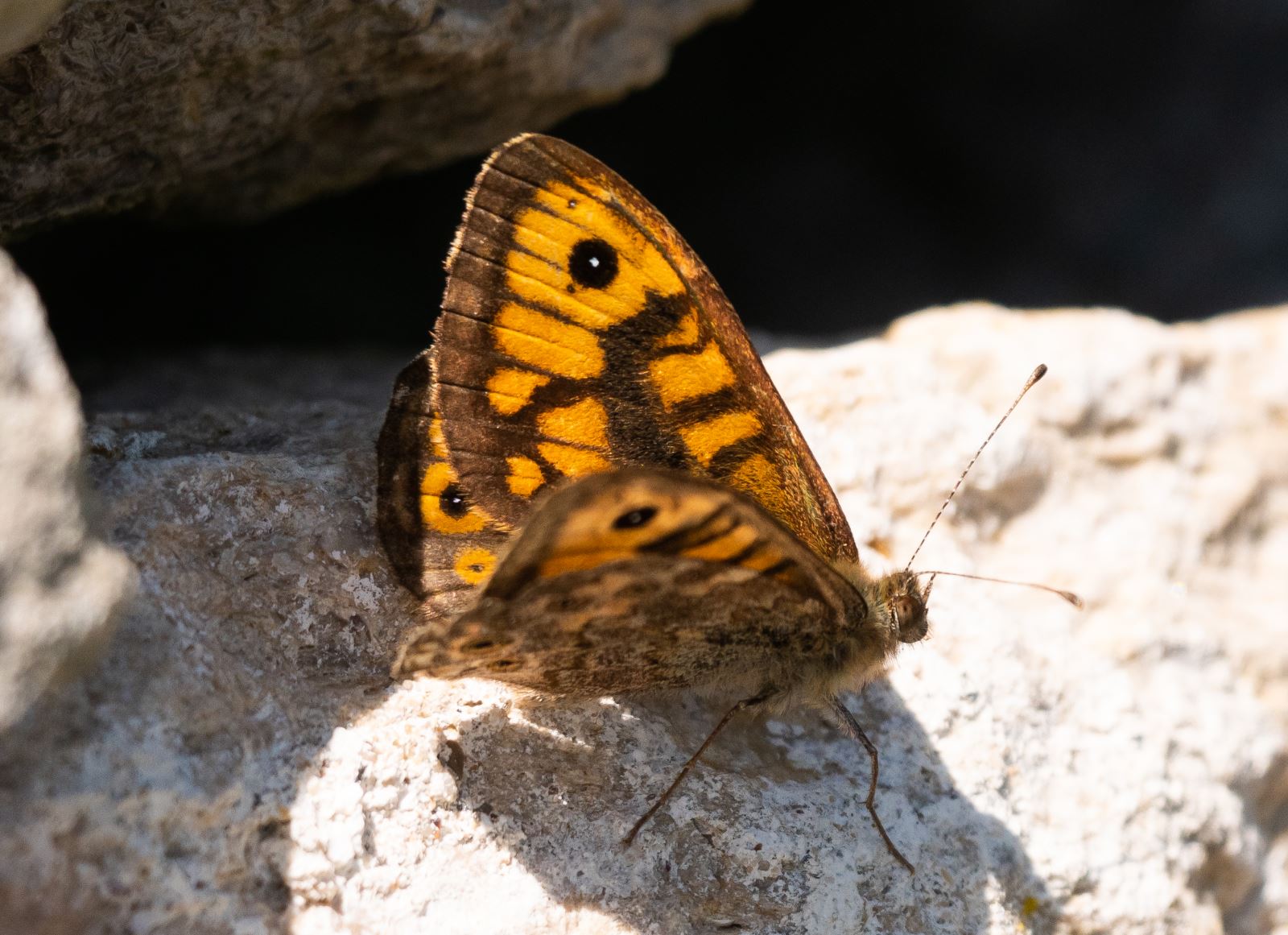 Wall Brown butterfly